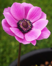 Load image into Gallery viewer, Anemone "Sylphide de Caen" bulbs - Terrace Garden France - #tag1# -