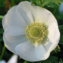 Load image into Gallery viewer, Anemone "The Bride" Coronaria bulbs - Terrace Garden France - #tag1# -