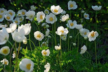 Load image into Gallery viewer, Anemone "The Bride" Coronaria bulbs - Terrace Garden France - #tag1# -
