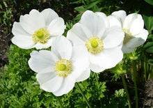 Load image into Gallery viewer, Anemone "The Bride" Coronaria bulbs - Terrace Garden France - #tag1# -