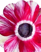 Load image into Gallery viewer, Anemone 'Tigre' Mistral® Coronaria bulbs - Terrace Garden France - #tag1# -