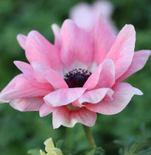 Load image into Gallery viewer, Anemone coronaria Mistral® Rosa Chiaro - Terrace Garden France - #tag1# -
