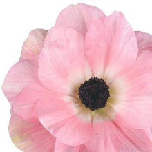 Load image into Gallery viewer, Anemone coronaria Mistral® Rosa Chiaro - Terrace Garden France - #tag1# -