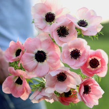 Load image into Gallery viewer, Anemone coronaria Mistral® Rosa Chiaro - Terrace Garden France - #tag1# -