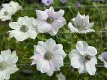 Load image into Gallery viewer, Anemone coronaria "Pale"