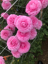 Load image into Gallery viewer, Ranunculus Amandine "Bonbon"