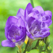 Load image into Gallery viewer, Freesia Double Blue bulbs/corms