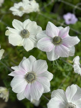 Load image into Gallery viewer, Anemone coronaria "Pale"