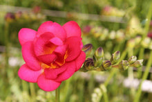 Charger l'image dans la galerie, Freesia Double Expression® bulbs/corms