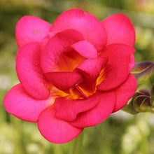 Charger l'image dans la galerie, Freesia Double Expression® bulbs/corms