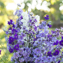 Load image into Gallery viewer, Larkspur (delphinium consolida) mix
