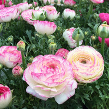 Load image into Gallery viewer, Ranunculus "Picotee Pink"