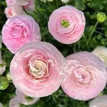 Load image into Gallery viewer, Ranunculus Amandine "Chamallow"