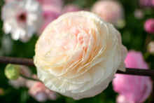 Load image into Gallery viewer, Ranunculus Amandine "Chamallow"
