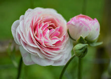 Load image into Gallery viewer, Ranunculus Amandine "Porceline"