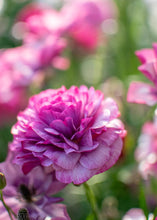 Load image into Gallery viewer, Ranunculus Amandine "Purple Jean"