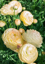 Load image into Gallery viewer, Ranunculus Romance Hydra