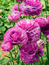 Load image into Gallery viewer, Ranunculus Romance Loubeyres