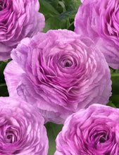 Load image into Gallery viewer, Ranunculus Romance Loubeyres