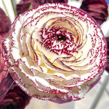 Load image into Gallery viewer, Ranunculus Elegance "Bianco Striato"