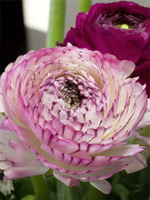 Load image into Gallery viewer, Ranunculus Elegance "Bianco Striato"