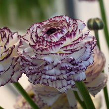 Load image into Gallery viewer, Ranunculus Elegance "Bianco Striato"