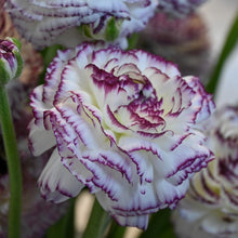 Load image into Gallery viewer, Ranunculus Elegance "Bianco Striato"