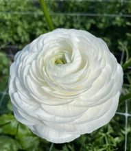 Load image into Gallery viewer, Ranunculus Elegance "Bianco"
