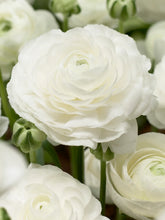 Load image into Gallery viewer, Ranunculus Elegance "Bianco"
