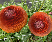 Load image into Gallery viewer, Ranunculus Elegance "Cioccolato"