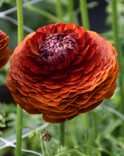 Load image into Gallery viewer, Ranunculus Elegance "Cioccolato"