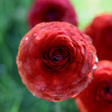 Load image into Gallery viewer, Ranunculus Elegance "Cioccolato"