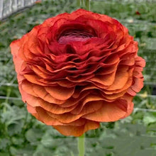 Load image into Gallery viewer, Ranunculus Elegance "Cioccolato"