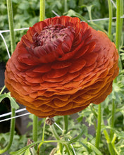 Load image into Gallery viewer, Ranunculus Elegance "Cioccolato"
