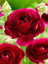 Load image into Gallery viewer, Ranunculus Elegance "Nero"