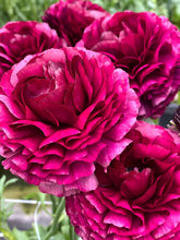Load image into Gallery viewer, Ranunculus Elegance "Nero"