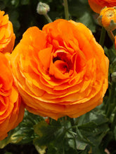 Load image into Gallery viewer, Ranunculus Elegance "Clementine"