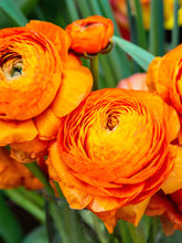Load image into Gallery viewer, Ranunculus Elegance "Clementine"