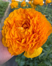 Load image into Gallery viewer, Ranunculus Elegance "Clementine"