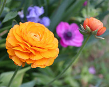 Load image into Gallery viewer, Ranunculus Elegance "Clementine"