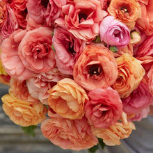 Charger l'image dans la galerie, Ranunculus Elegance "Salmon"