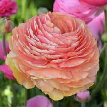 Charger l'image dans la galerie, Ranunculus Elegance "Salmon"