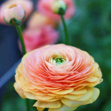 Charger l'image dans la galerie, Ranunculus Elegance "Salmon"