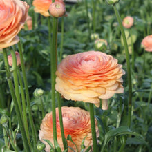 Charger l'image dans la galerie, Ranunculus Elegance "Salmon"