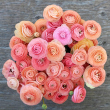 Charger l'image dans la galerie, Ranunculus Elegance "Salmon"
