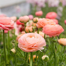 Charger l'image dans la galerie, Ranunculus Elegance "Salmon"