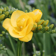 Load image into Gallery viewer, Freesia Double Golden-Yellow Soleil® bulbs/corms
