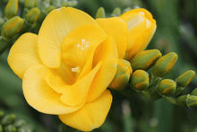 Load image into Gallery viewer, Freesia Double Golden-Yellow Soleil® bulbs/corms
