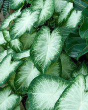 Load image into Gallery viewer, Caladium Aaron