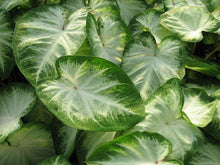 Load image into Gallery viewer, Caladium Aaron